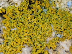 Xanthomendoza mendozae