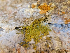 Xanthomendoza mendozae