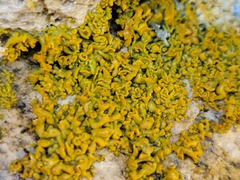 Xanthomendoza mendozae