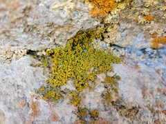 Xanthomendoza mendozae