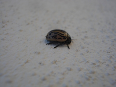 Calligrapha dislocata