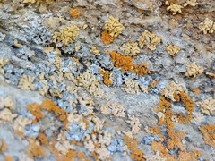 Xanthomendoza mendozae