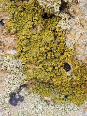 Xanthomendoza mendozae