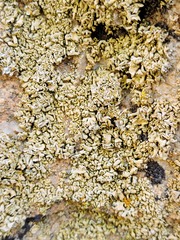 Xanthomendoza mendozae