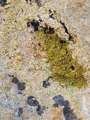 Xanthomendoza mendozae