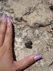 Bassariscus