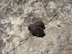 Bassariscus