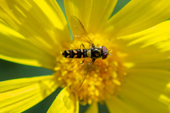 Allograpta hortensis