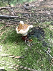 Ganoderma