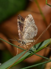 Xanthorhoe spadicearia