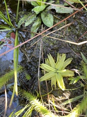 Pinguicula caerulea