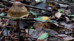 Cortinarius obvius