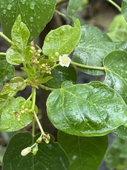 Jatropha vernicosa