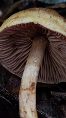 Cortinarius obvius