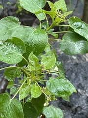 Jatropha vernicosa