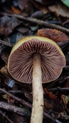 Cortinarius obvius