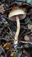 Cortinarius obvius