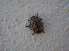 Calligrapha dislocata