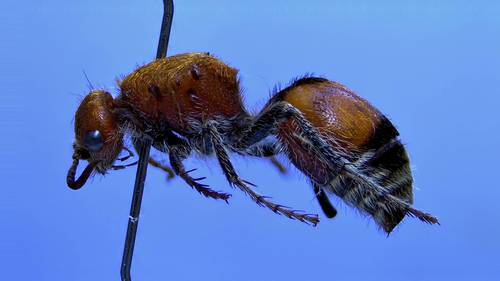 Dasymutilla bioculata photo 3
