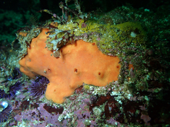 Acarnus erithacus