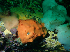 Acarnus erithacus