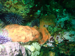 Dragmacidon mexicanum