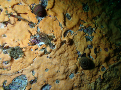 Didemnum carnulentum