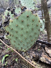 Opuntia caboensis