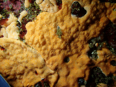 Didemnum carnulentum