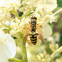 Polistes dominula