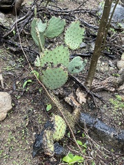 Opuntia caboensis