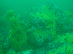 Didemnum carnulentum