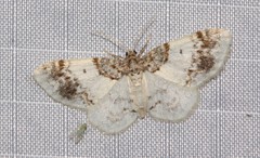 Hydrelia condensata