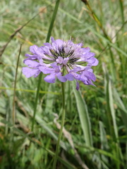 Scabiosa lucida
