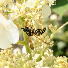 Polistes dominula