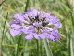 Scabiosa lucida