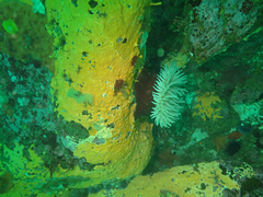 Didemnum carnulentum