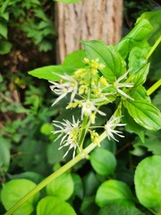 Echinocystis lobata