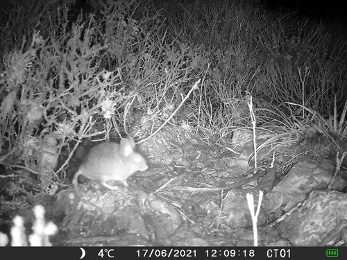 Darwin's Leaf-eared Mouse