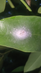 Myrmaplata plataleoides