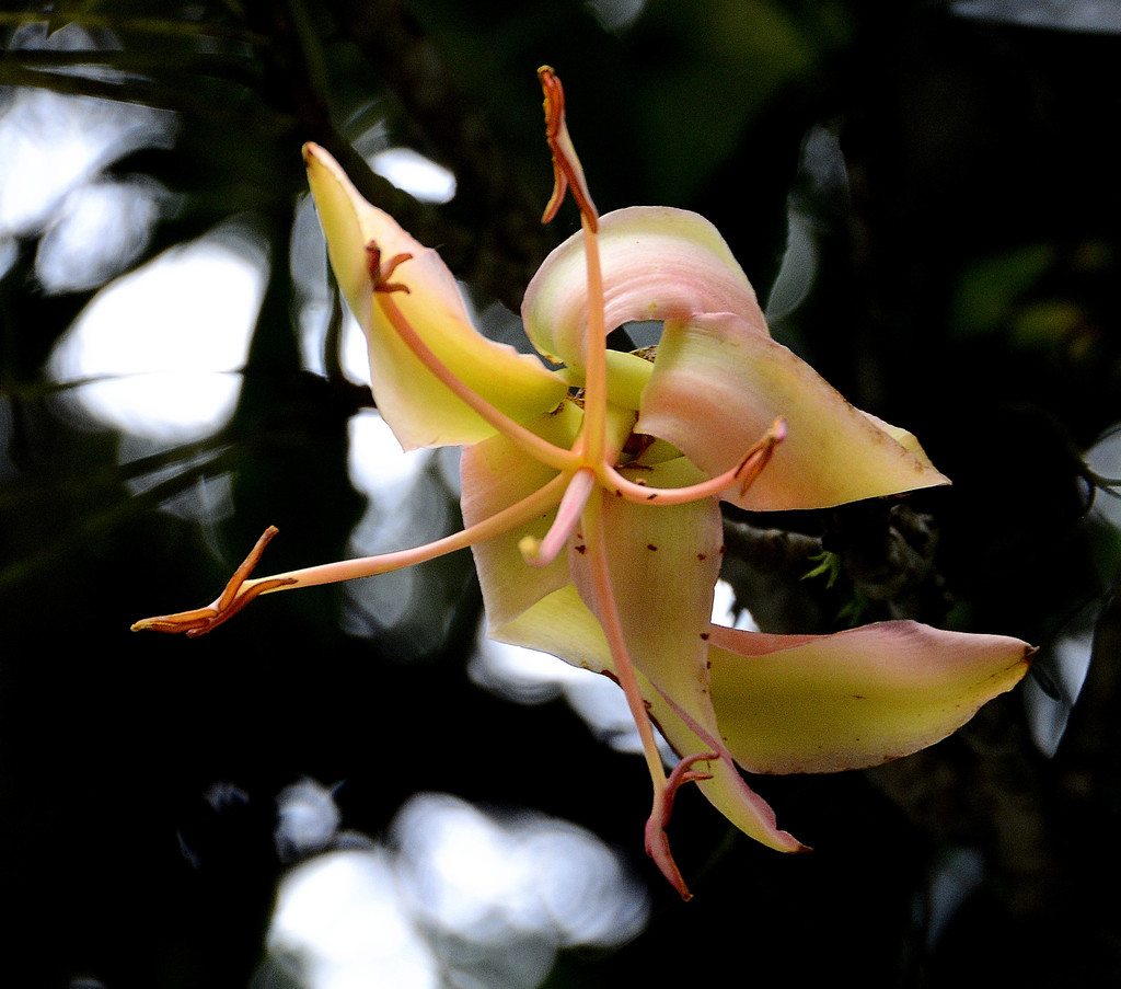 Spirotheca codazziana