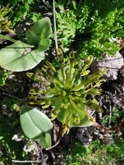Malaxis rodrigueziana