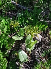 Malaxis rodrigueziana