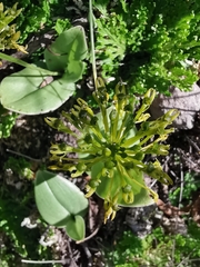 Malaxis rodrigueziana