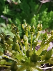 Malaxis rodrigueziana