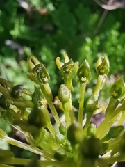 Malaxis rodrigueziana
