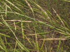 Alternaria brassicae