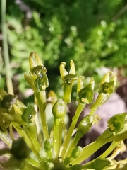 Malaxis rodrigueziana