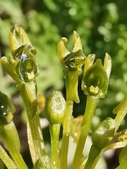 Malaxis rodrigueziana