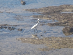 Egretta thula